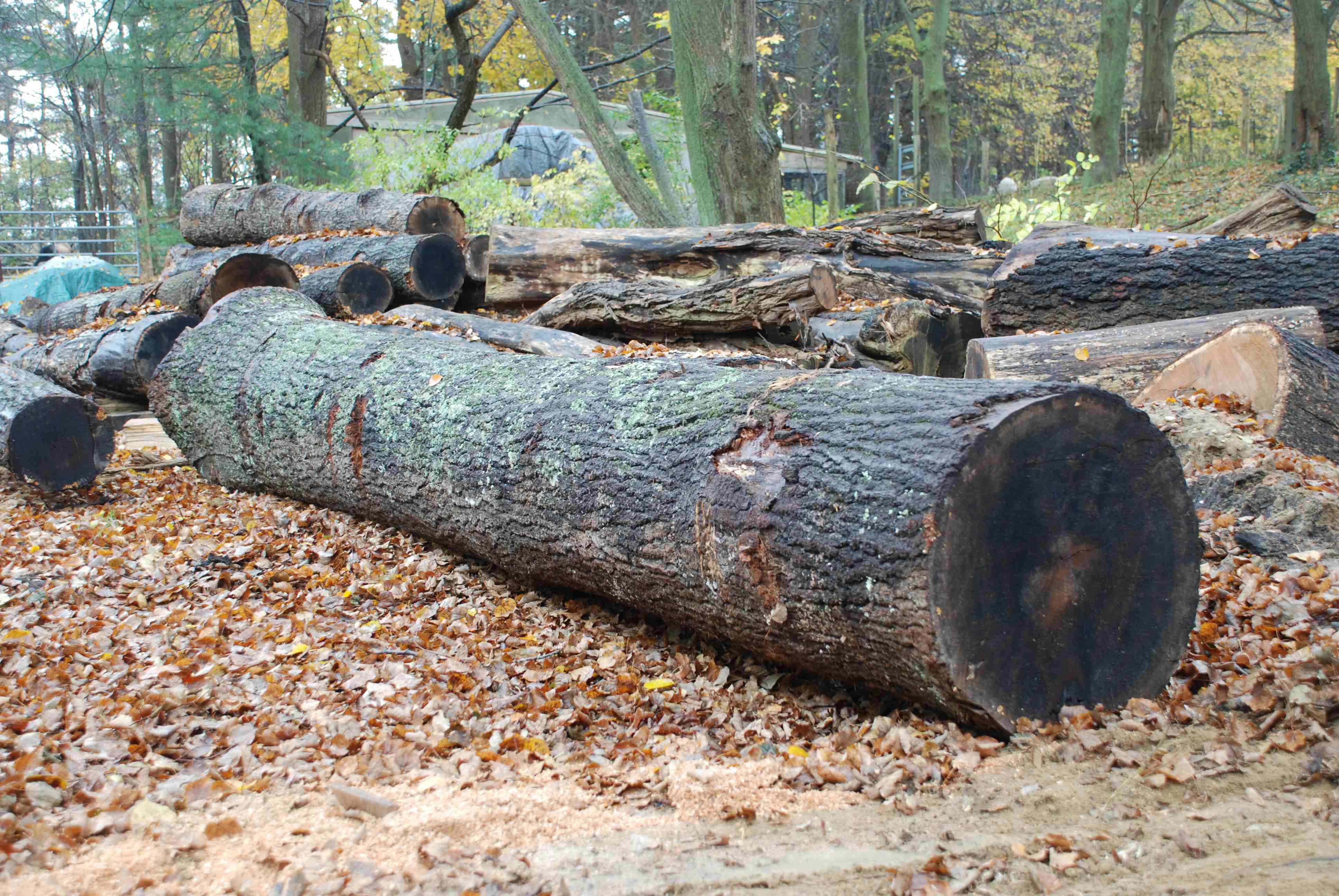a large log in the forest
