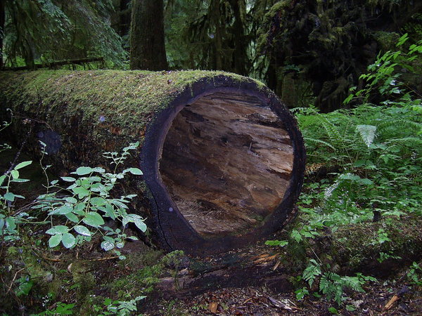 a large hollow log, good for hiding in