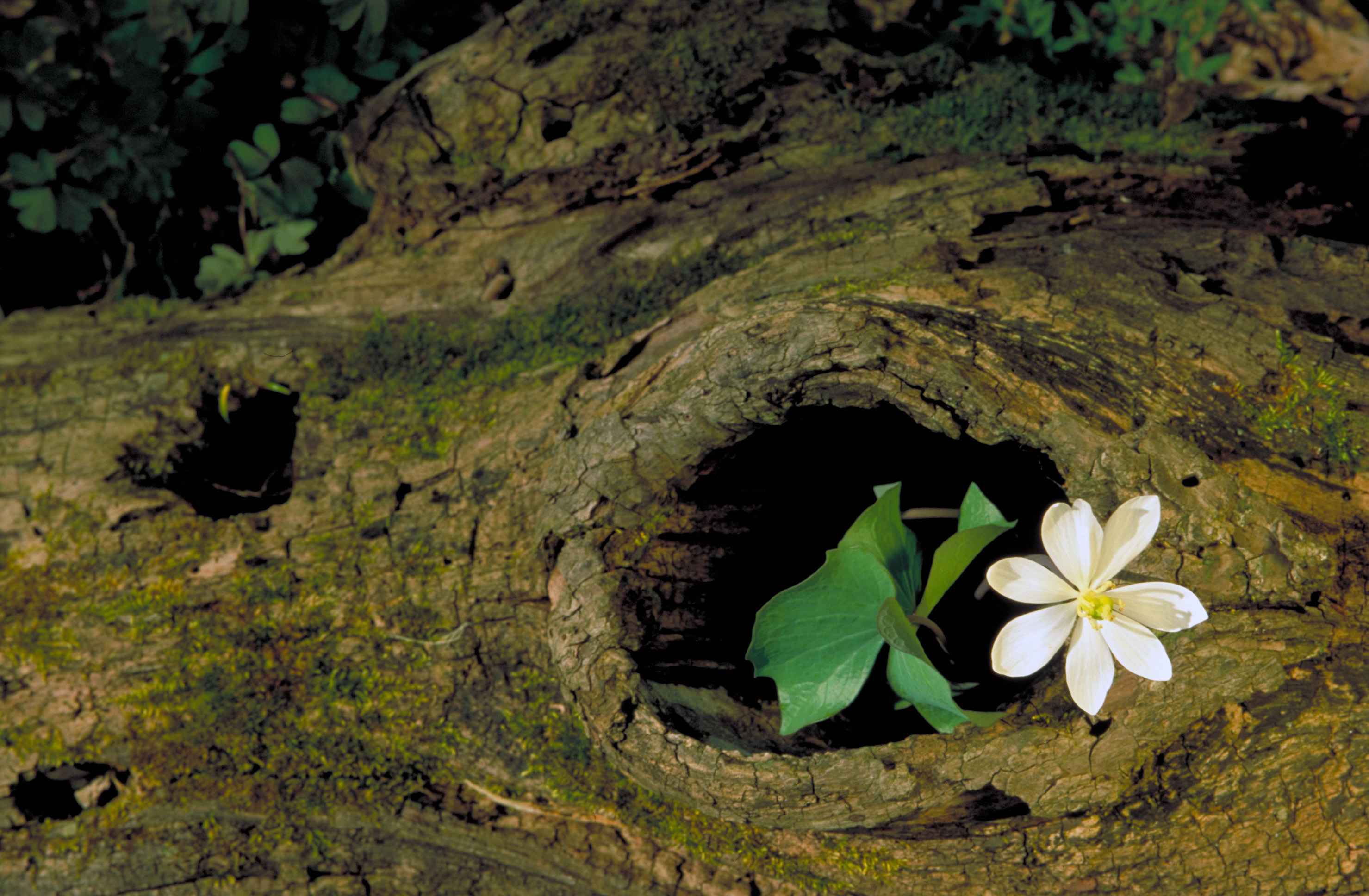 a log with a flower growing out of it
