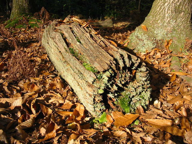 a rotten log